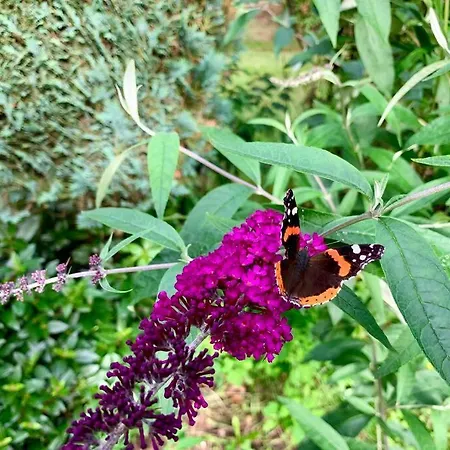 Veluwse Wolf: Natuurlijk Genieten! * Otterlo