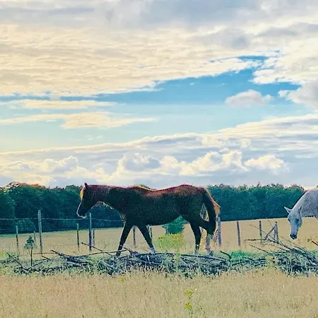 Veluwse Wolf: Natuurlijk Genieten!