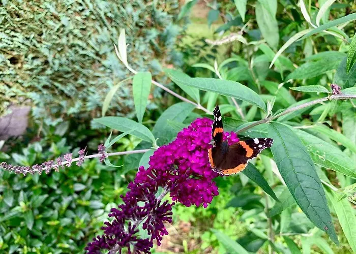 Veluwse Wolf: Natuurlijk Genieten! * Otterlo