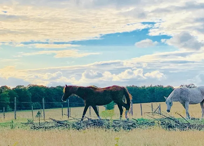 Veluwse Wolf: Natuurlijk Genieten!