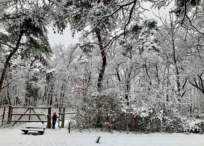 Veluwse Wolf: Natuurlijk Genieten!