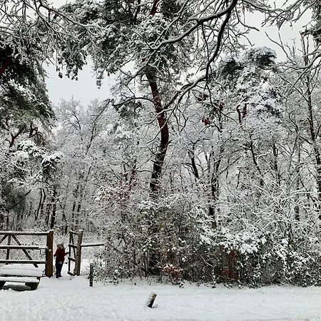 Veluwse Wolf: Natuurlijk Genieten!